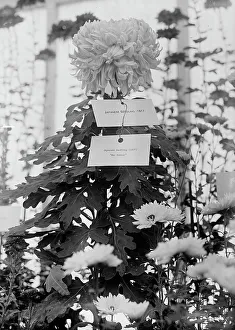 Chrysanthemum Prints: Department of Agriculture Chrysanthemum Show