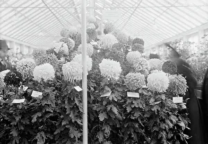 Glasshouse Prints: Department of Agriculture Chrysanthemum Show