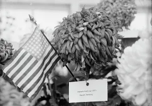 Department of Agriculture Chrysanthemum Show, 1917. Creator: Harris & Ewing. Department of Agriculture Chrysanthemum Show, 1917. Creator: Harris & Ewing