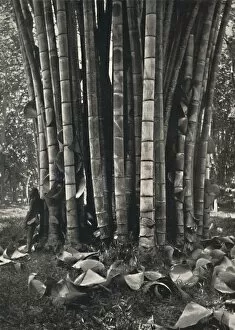 Kandy Gallery: Der untere Teil der Halme einer Pflanze des Riesenbambus in Peradeniya, 1926
