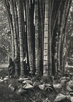 Kandy Prints: Der untere Teil der Halme einer Pflanze des Riesenbambus in Peradeniya, 1926