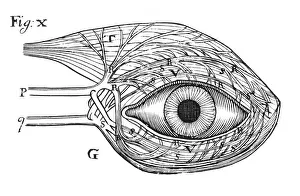 Descartes idea of the hydraulic action of the nerves, 1692 Descartes idea of the hydraulic action of the nerves, 1692