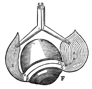 Descartes representation of the antagonistic eye muscles, 1692 Descartes representation of the antagonistic eye muscles, 1692