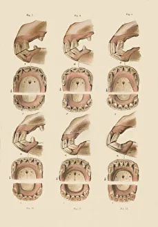 Cassell And Co Prints: Description of Plate Showing the Age, As Indicated By The Teeth, c1879. Creator: Unknown