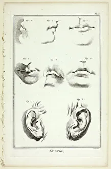 Encyclopedia Prints: Design: Facial Anatomy from Encyclopédie, 1762/77. Creator: A. J. Defehrt