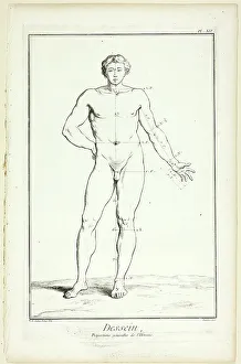 Encyclopedia Prints: Design: General Proportions of the Male