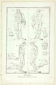 Encyclopedia Prints: Design: Proportions of the Antinoüs Statue