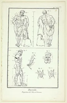 Encyclopedia Prints: Design: Proportions of the Farnese Hercules
