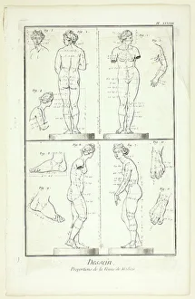 Encyclopedia Prints: Design: Proportions of the Medici Venus