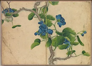 Desk Album: Flower and Bird Paintings (Climbing Blue Flowers), 18th Century. Creator