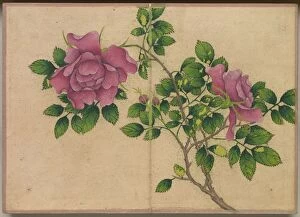 Zhang Ruoai Chinese Gallery: Desk Album: Flower and Bird Paintings (Rose), 18th Century. Creator: Zhang Ruoai (Chinese)