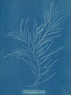 Earliest Prints: Desmarestia aculeata, ca. 1853. Creator: Anna Atkins