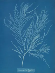 Earliest Prints: Desmarestia liqulata, ca. 1853. Creator: Anna Atkins