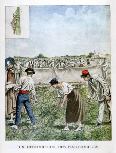 Destroying the grasshopper, 1901