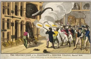 Exeter Change Prints: Destruction of the furious elephant at Exeter Change, 1826