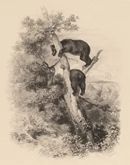 Bears Prints: Deux Ours. Creator: Karl Bodmer