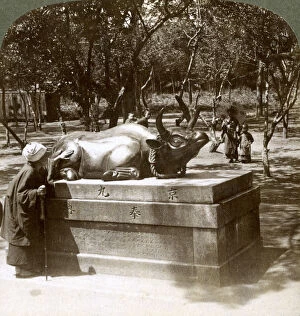 Images Dated 17th July 2008: Devout woman stroking a bronze bull to cure rheumatism, Kitano Tenjin temple, Kyoto, Japan, 1904