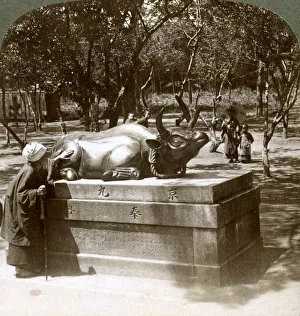 Devout woman stroking a bronze bull to cure rheumatism, Kitano Tenjin temple, Kyoto Devout woman stroking a bronze bull to cure rheumatism, Kitano Tenjin temple, Kyoto