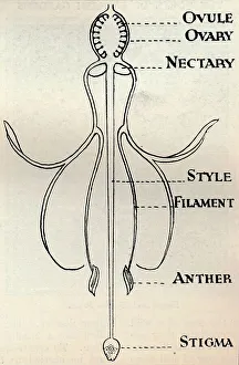Seed Head Prints: Diagram of a Fuchsia flower, showing the mechanism employed to produce seeds, c1934