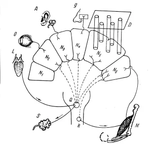 Brain Prints: Diagram of Pavlovs findings on conditioned salivary reflex