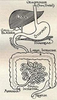 Digestion Prints: Diagram showing the Alimentary Canal, which passes right through the body, c1934