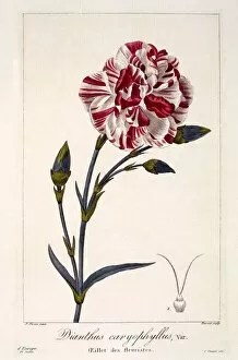 Hand Coloured Engraving Collection: Dianthhus caryophyllus, pub. 1836. Creator: Panacre Bessa (1772-1846)