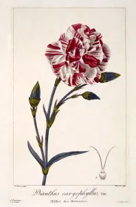 Carnation Gallery: Dianthhus caryophyllus, pub. 1836. Creator: Panacre Bessa (1772-1846)