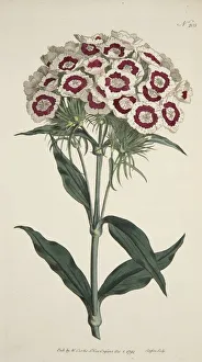 Dianthus Barbatus (Bearded Pink), pub. 1792 (hand coloured engraving). Creator: English School Dianthus Barbatus (Bearded Pink), pub. 1792 (hand coloured engraving). Creator: English School