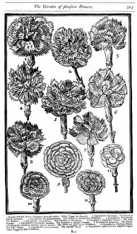 John Parkinson Gallery: Dianthus (Carnations and Pinks), 1629