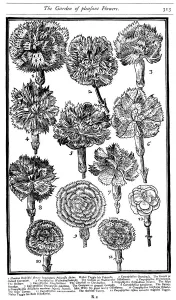 Dianthus (Carnations and Pinks), 1629