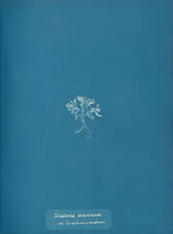 Earliest Prints: Diatoma marinum on Ceramium rubrum, ca. 1853. Creator: Anna Atkins