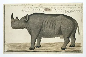 Sketch Book Prints: Diceros bicornis bicornis (Black rhinoceros; male)