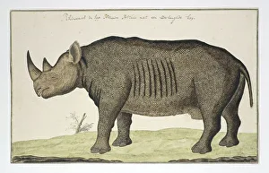 Sketch Book Prints: Diceros bicornis (Black Rhinoceros), in or after 1778. Creator: Robert Jacob Gordon