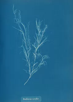 Blueprint Gallery: Dichloria viridis, ca. 1853. Creator: Anna Atkins