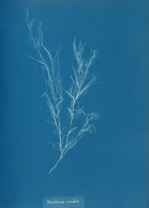 Atkins Anna Collection: Dichloria viridis, ca. 1853. Creator: Anna Atkins