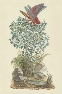 Grasshopper Prints: Dictyophorus spumans (Koppie foam grasshopper) perched on a Zygophyllum sp