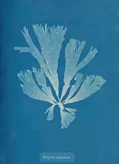 Images Dated 10th August 2020: Dictyota atomaria, ca. 1853. Creator: Anna Atkins