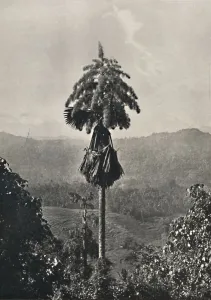 Georg Moller Prints: Die Talipotpalm (Corypha umbracalifera) in Blute, 1926