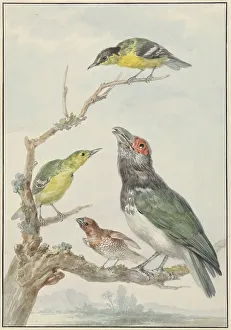 Finch Prints: Four Different Birds on a Branch, c.1730-c.1792. Creator: Aert Schouman