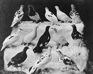 Ptarmigan Prints: Different colors of ptarmigan according to season