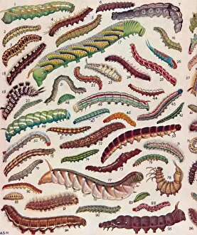 Diversity Gallery: A Hundred Different Knds of Caterpillars of Butterflies and Moths, 1935