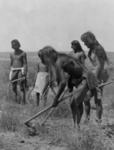 Hoeing Prints: Digging out the snakes-Hopi, c1907. Creator: Edward Sheriff Curtis