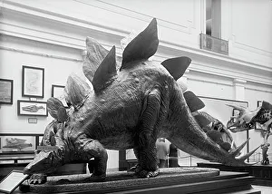 Palaeontology Prints: Dinosaur - Mounted Specimen in Smithsonian