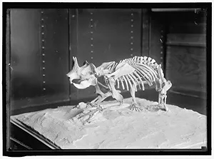 Palaeontology Prints: Dinosaur skeleton, between 1913 and 1917
