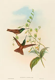 Diphogena aurora (Gould's Rainbow). Creators: John Gould, Henry Constantine Richter Diphogena aurora (Gould's Rainbow). Creators: John Gould, Henry Constantine Richter