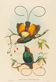 Diphyllodes chrysoptera (Magnificent Bird of Paradise). Creators: John Gould
