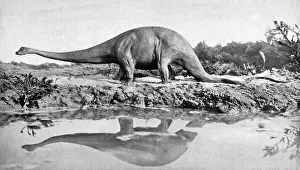 A diplodocus, 20th century