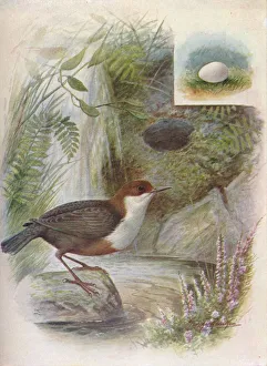 Arthur Landsborough Prints: Dipper or Water-Ousel - Cin clus aquat icus, c1910, (1910). Artist: George James Rankin