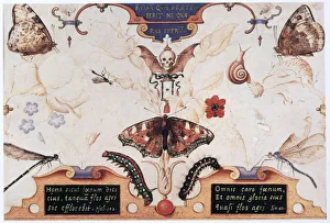 Diptych with flowers and insects, 1591. Artist: Joris Hoefnagel