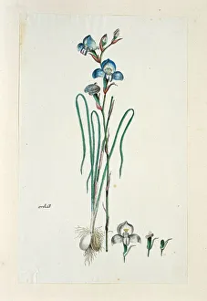 Orchid Prints: Disa graminiflolia Ker Gawl. Ex Spreng
